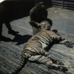 Another shot of the tiger!
